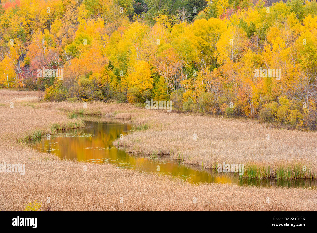 Autumn aspens on a hillside reflected in Lily Creek, Greater Sudbury, Ontario, Canada Stock Photo