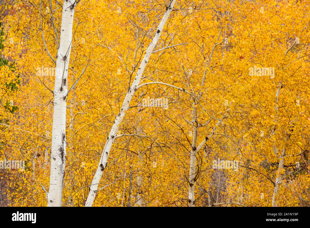 Autumn aspen woodland, Ontario, Canada Stock Photo