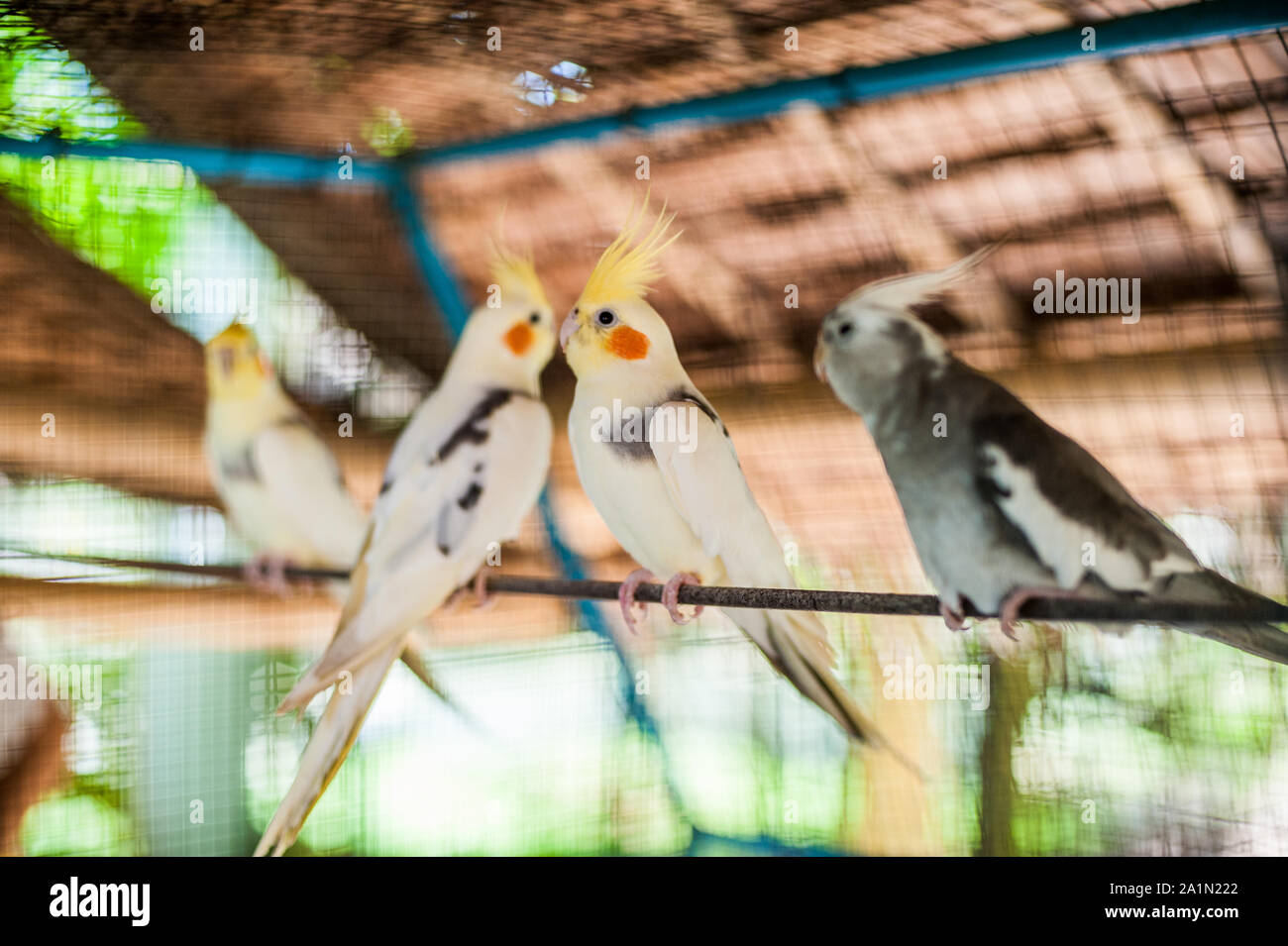 Tropical birds in the Philippines Stock Photo - Alamy