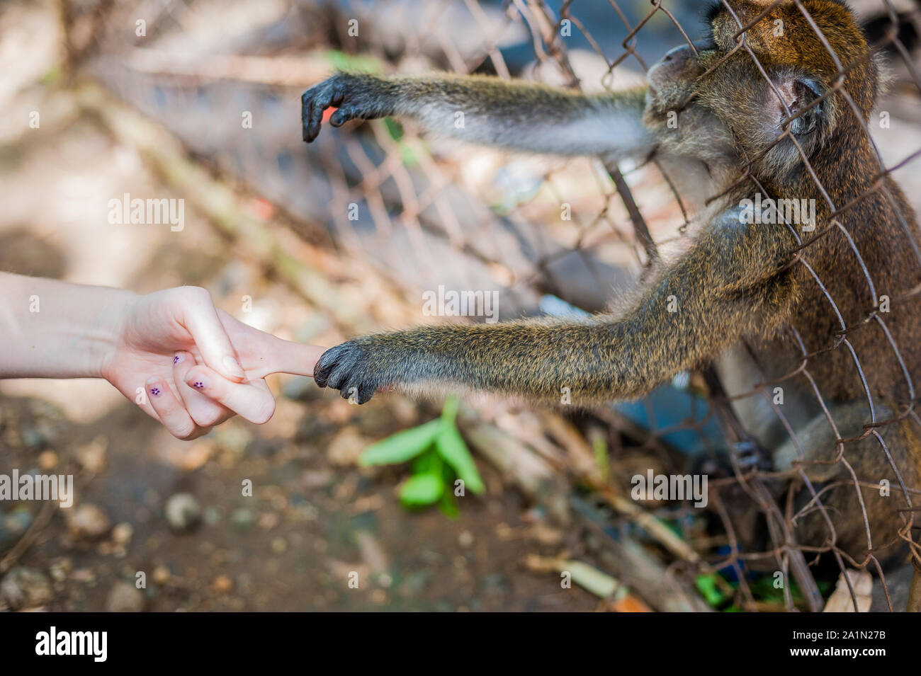 Gorilla looking through cage hires stock photography and images Alamy