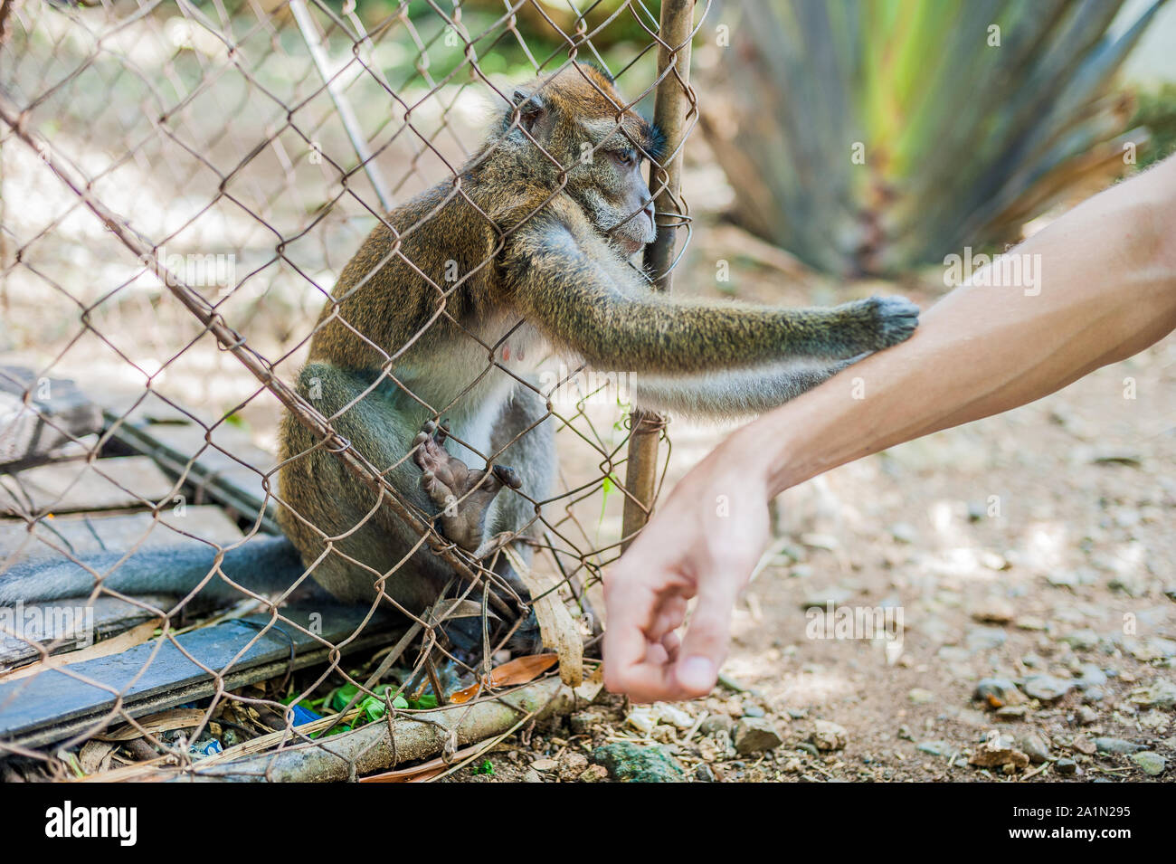 Sad baby gorilla hires stock photography and images Alamy