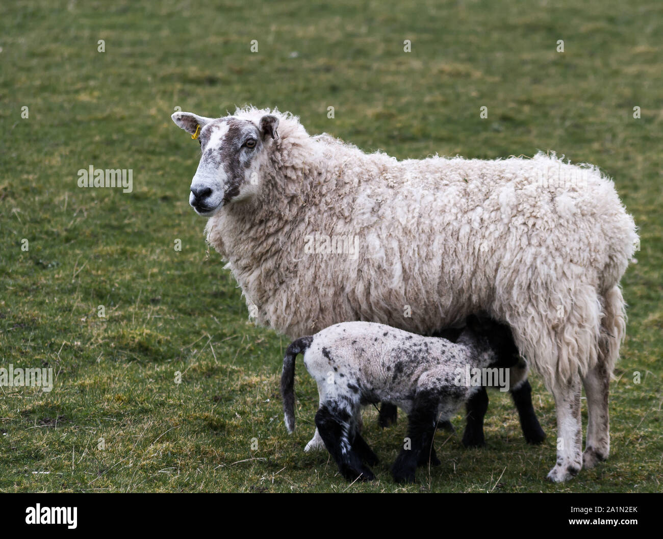 A black and white lamb breastfeeding from a sheep in a green field in