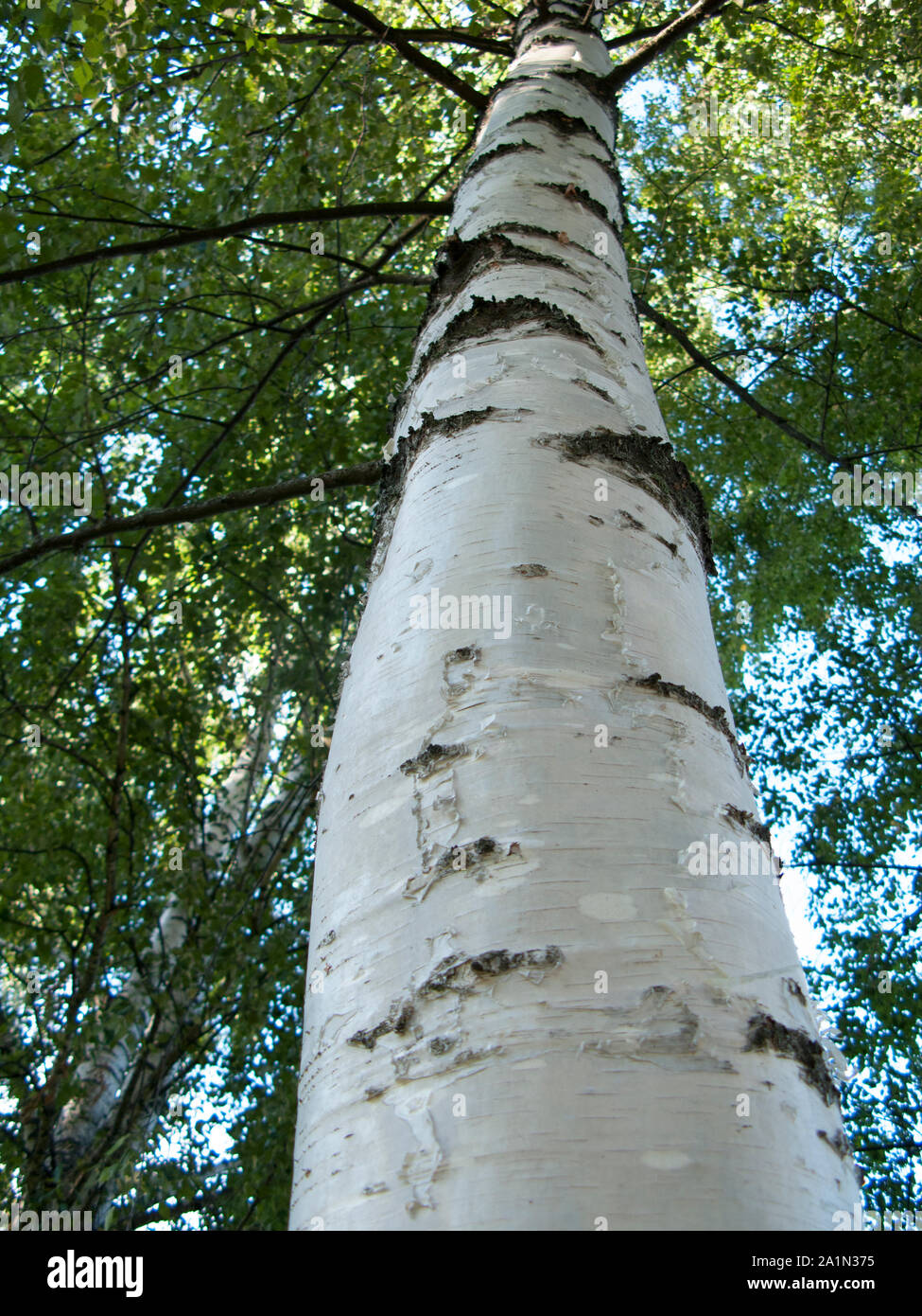 A view of Betula pendula silver birch tree forest landscape, Park of Stones, Minsk, Belarus Stock Photo