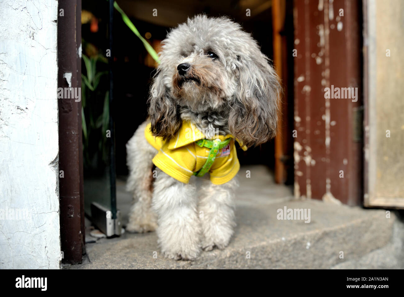 A small dog, dressed with a yellow cloth is standing in the entry of a house and looks sweetly (Suzhou, old town, China). Stock Photo
