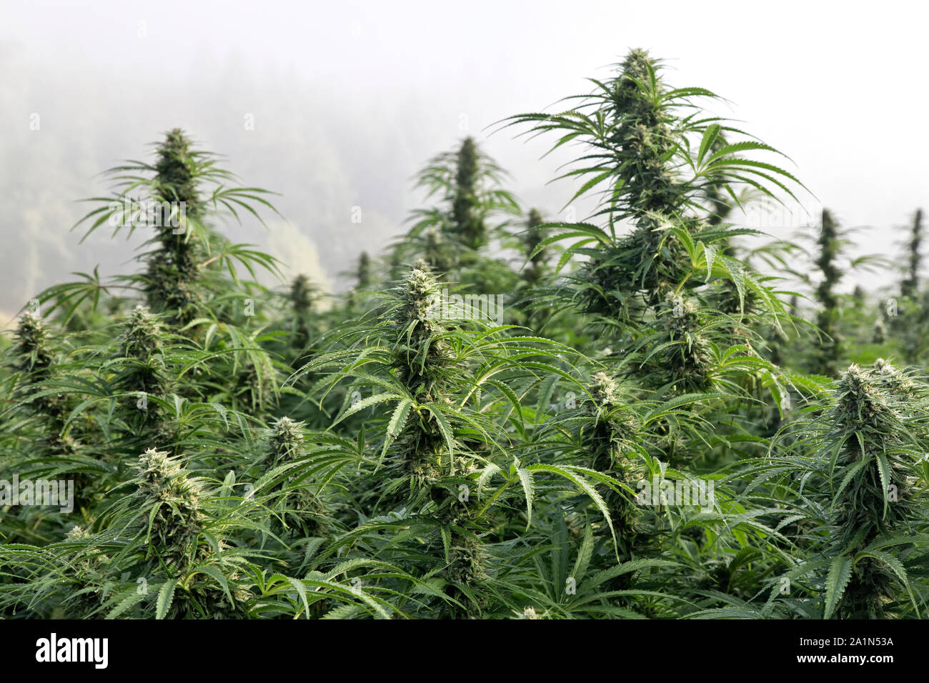 Organic Hemp  'Lifter' strain, Cannabis sativa,  foggy morning light, Oregon. Stock Photo