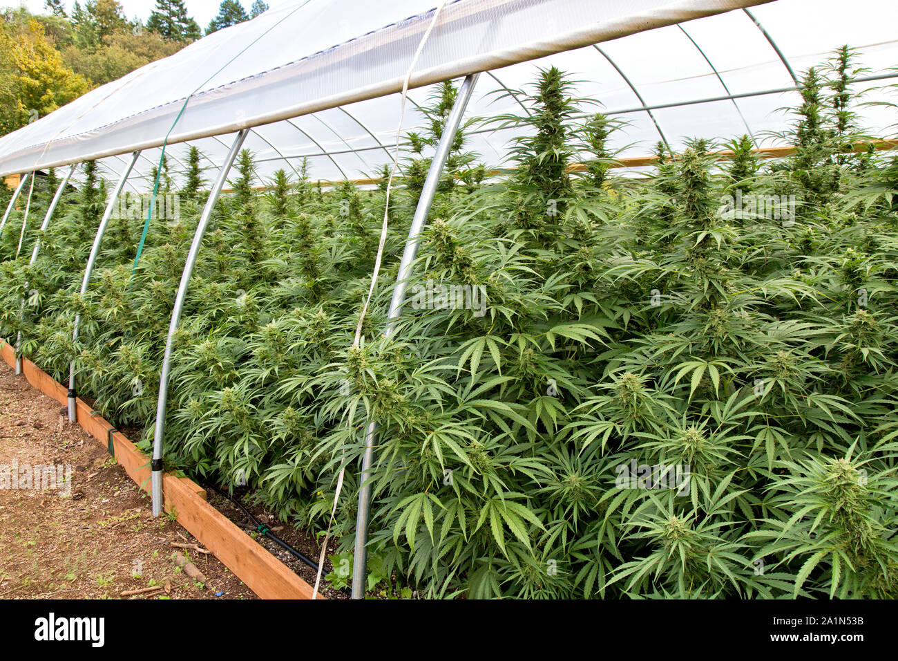 Organic Hemp  'Suver Haze' strain, 'Cannabis sativa',  growing in tunnel,  Oregon. Stock Photo