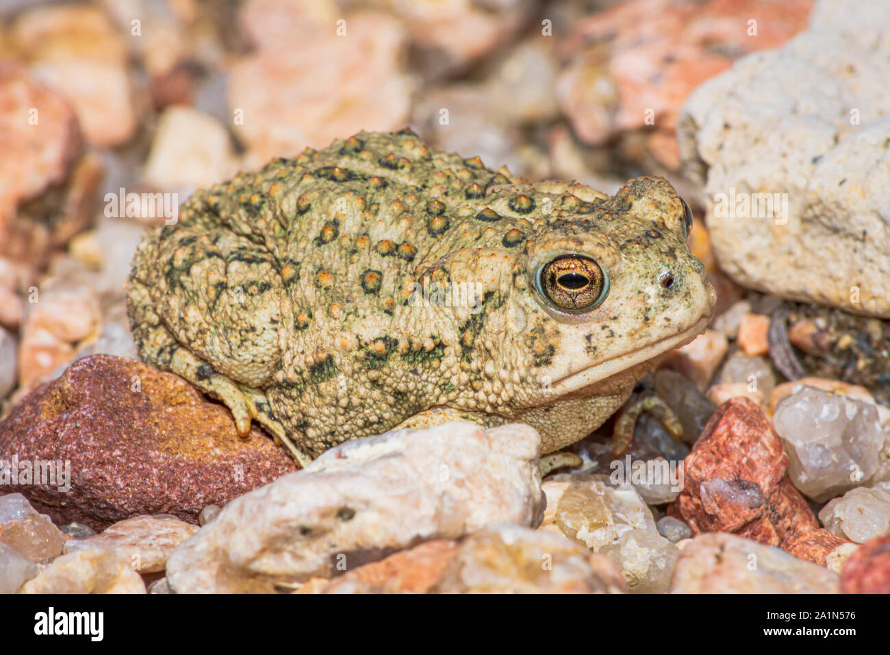 Tiny young Woodhouse's toad barely two inches in length sits in sandy area near East Plum Creek, Castle Rock Colorado US. Photo taken in September. Stock Photo