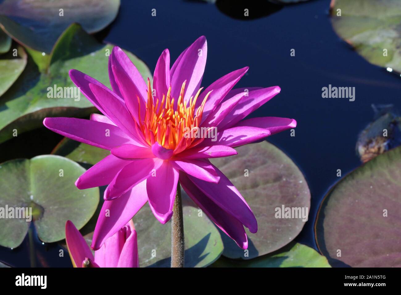 Pink Lily at the International Water Lily Garden in San Angelo, Texas, USA Stock Photo