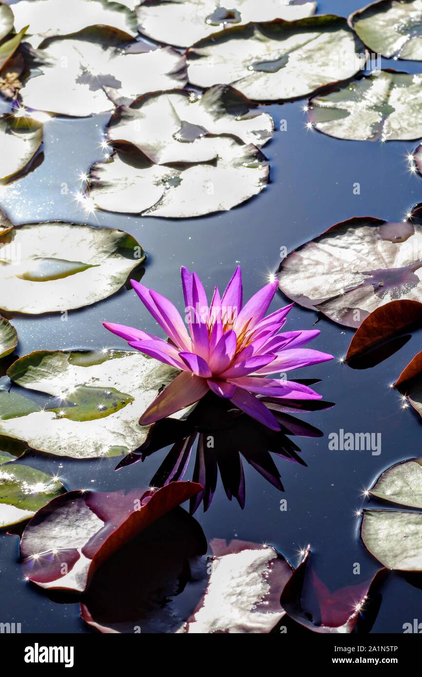 Purple Water Lily with small sun flares at the International Water Lily Garden in San Angelo, Texas, USA Stock Photo