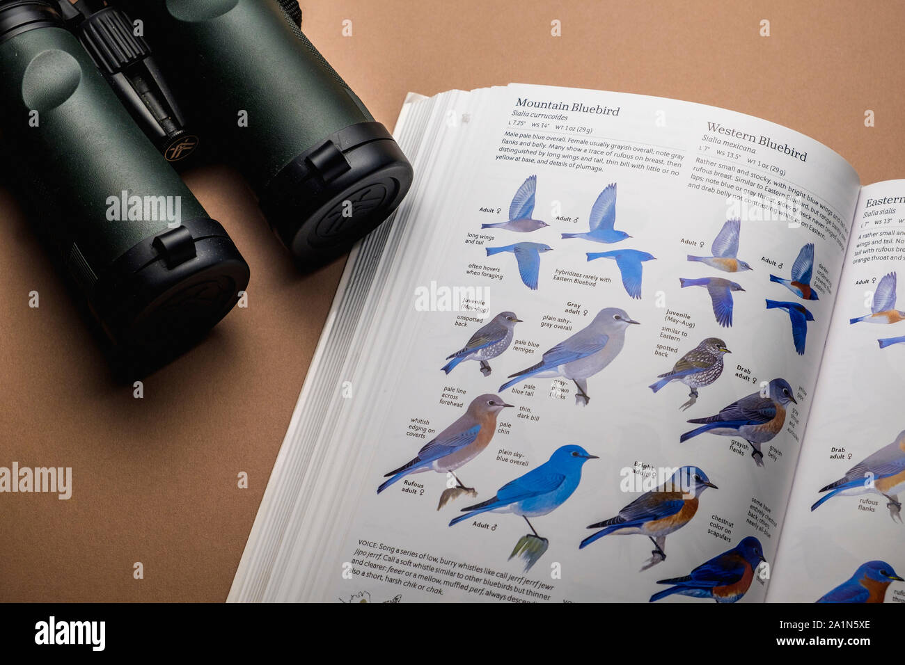 Essential bird watching birder equipment and gear for bird watching.  Pair of binoculars and bird species identification field guide book. Stock Photo