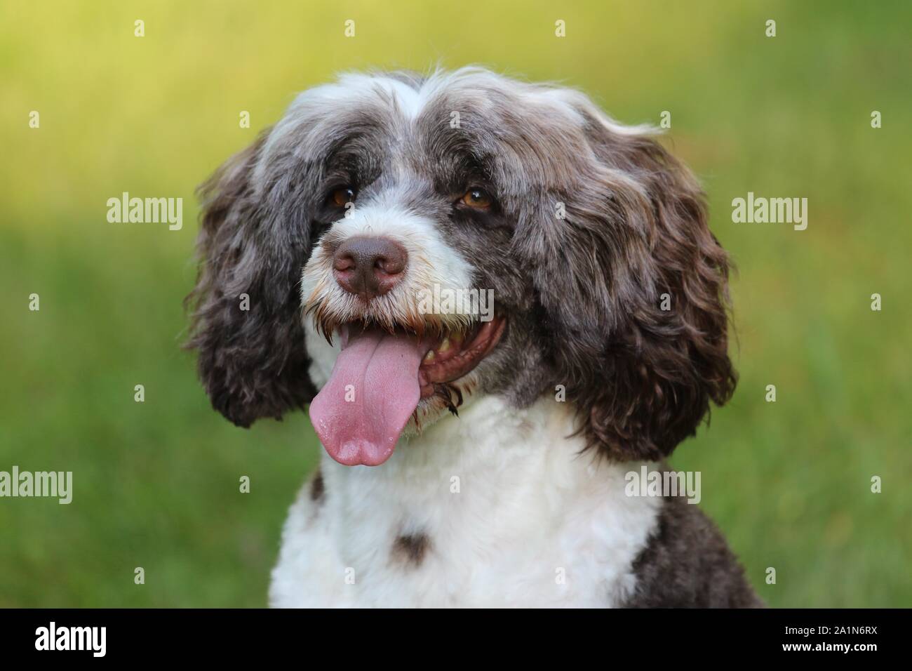 A portrait of a Brown and White Portuguese Water Dog Panting close up on the head and shoulders outside in Fall Stock Photo