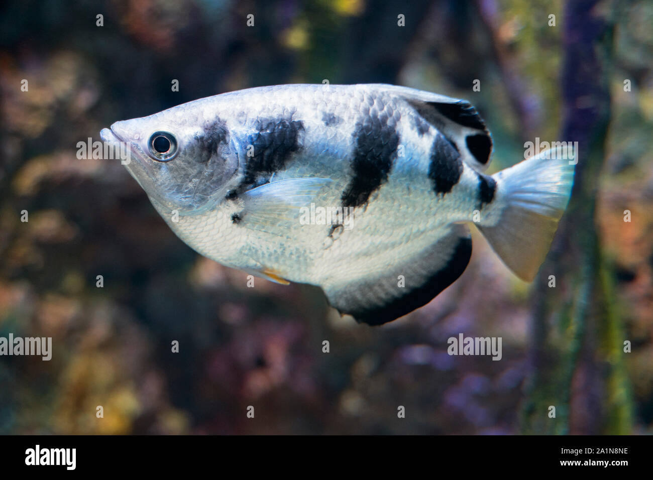 Archerfish, Archer Fish, Spinner Fish, Ripley's Aquarium of Canada Stock Photo