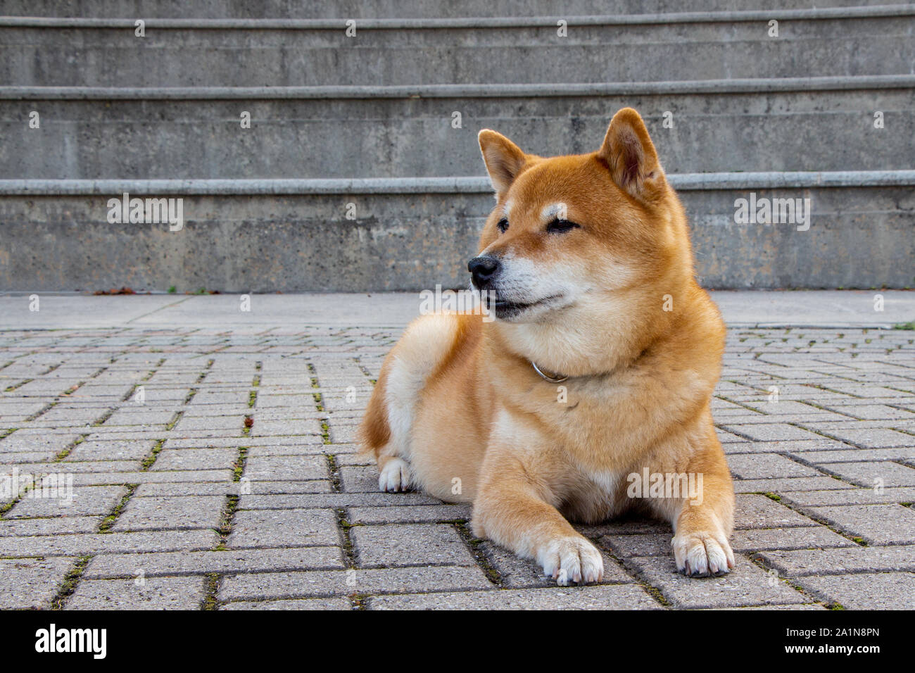Adoption Shiba Inu Dog For Sale Near Me Adopt Shiba Inu Dog Price In India  Shiba