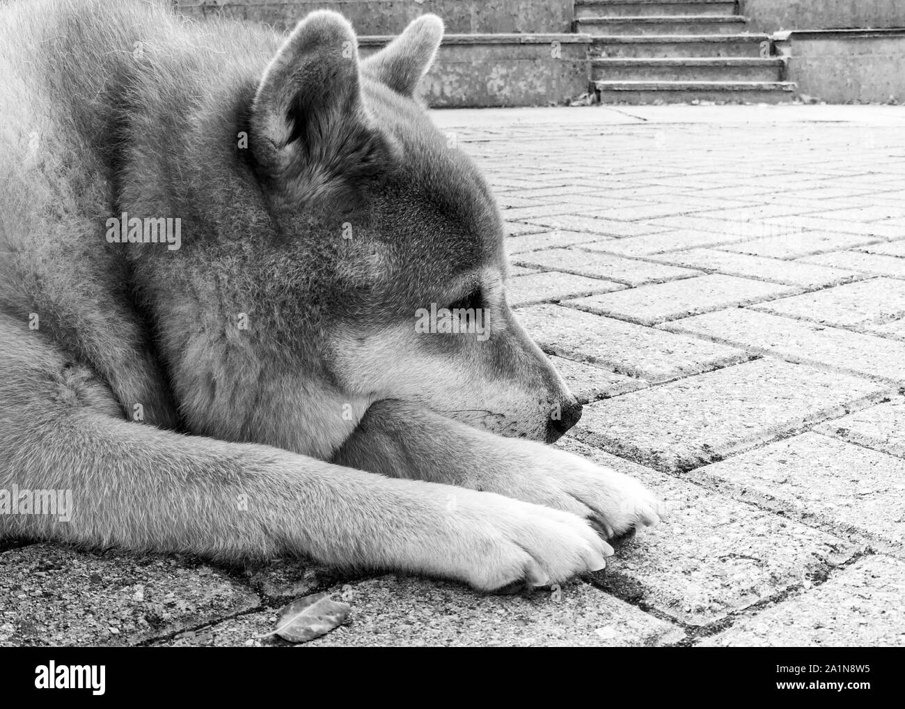Inu Black And White Stock Photos Images Alamy