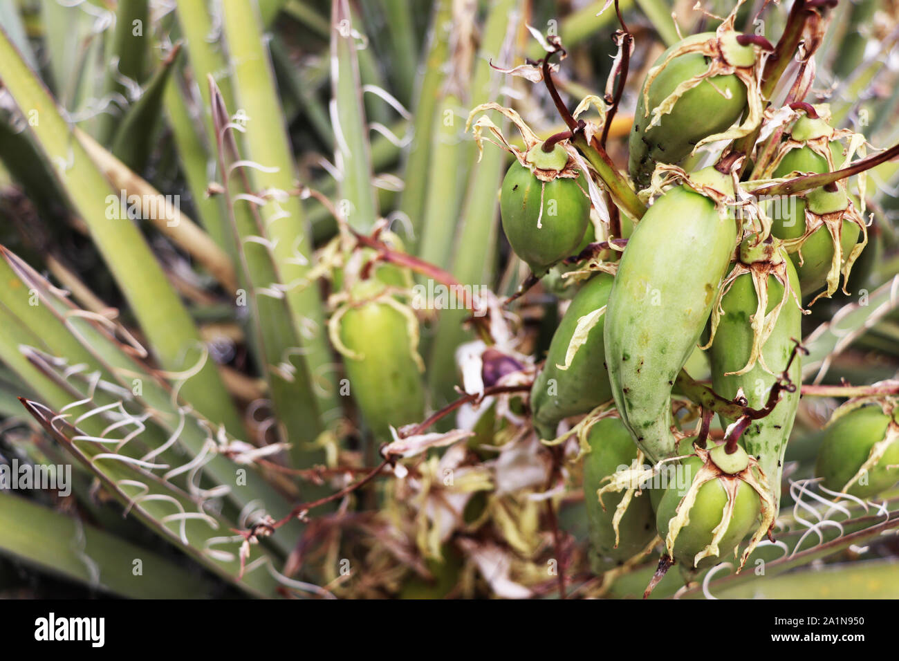 Yucca Baccata Fruit Stock Photo Alamy