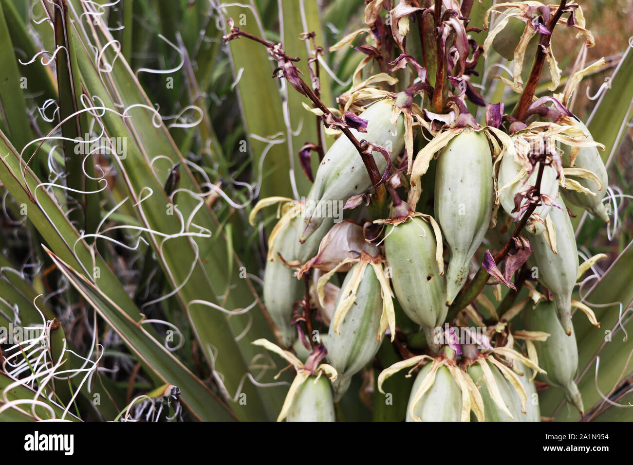 Yucca fruit hires stock photography and images Alamy