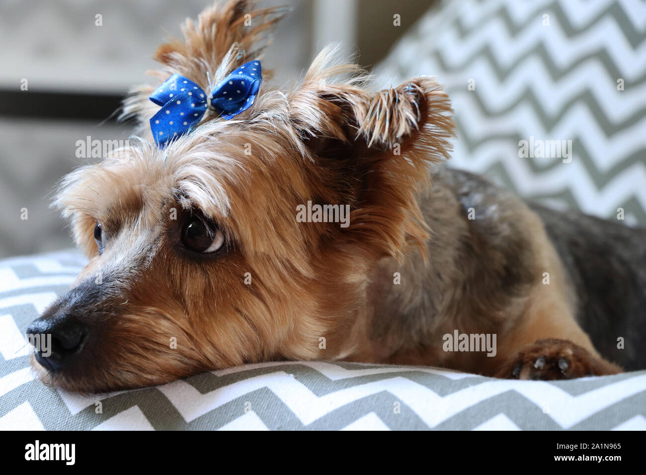 Dog resting on beanbag Stock Photo