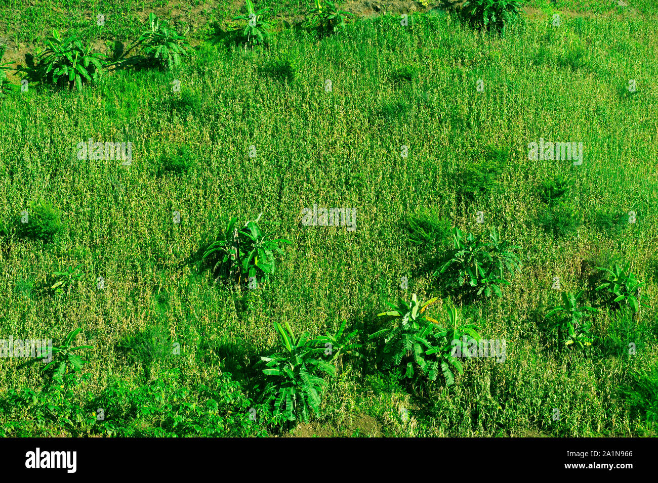 green corn and banana tree agronomy agriculture field plantation nature background Stock Photo