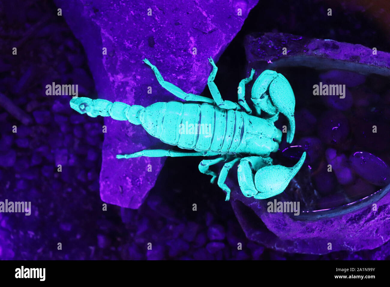 Fluorescing scorpion under ultraviolet light Stock Photo