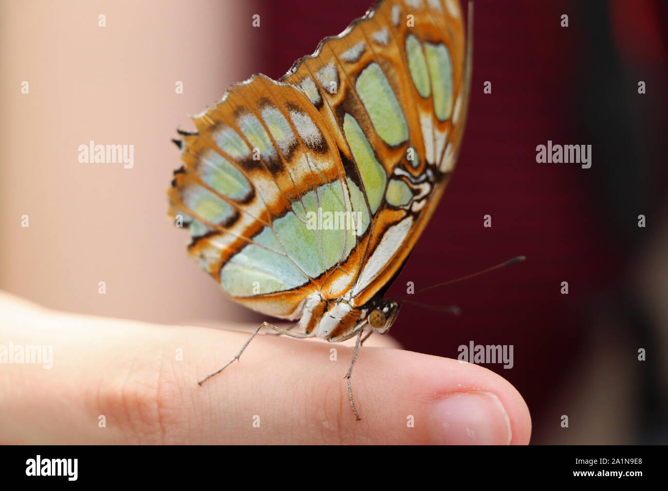 Gorgeous Malachite sitting on finger Stock Photo