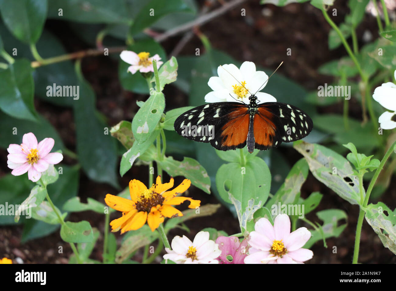 Golden Longwing resting on a leaf Stock Photo