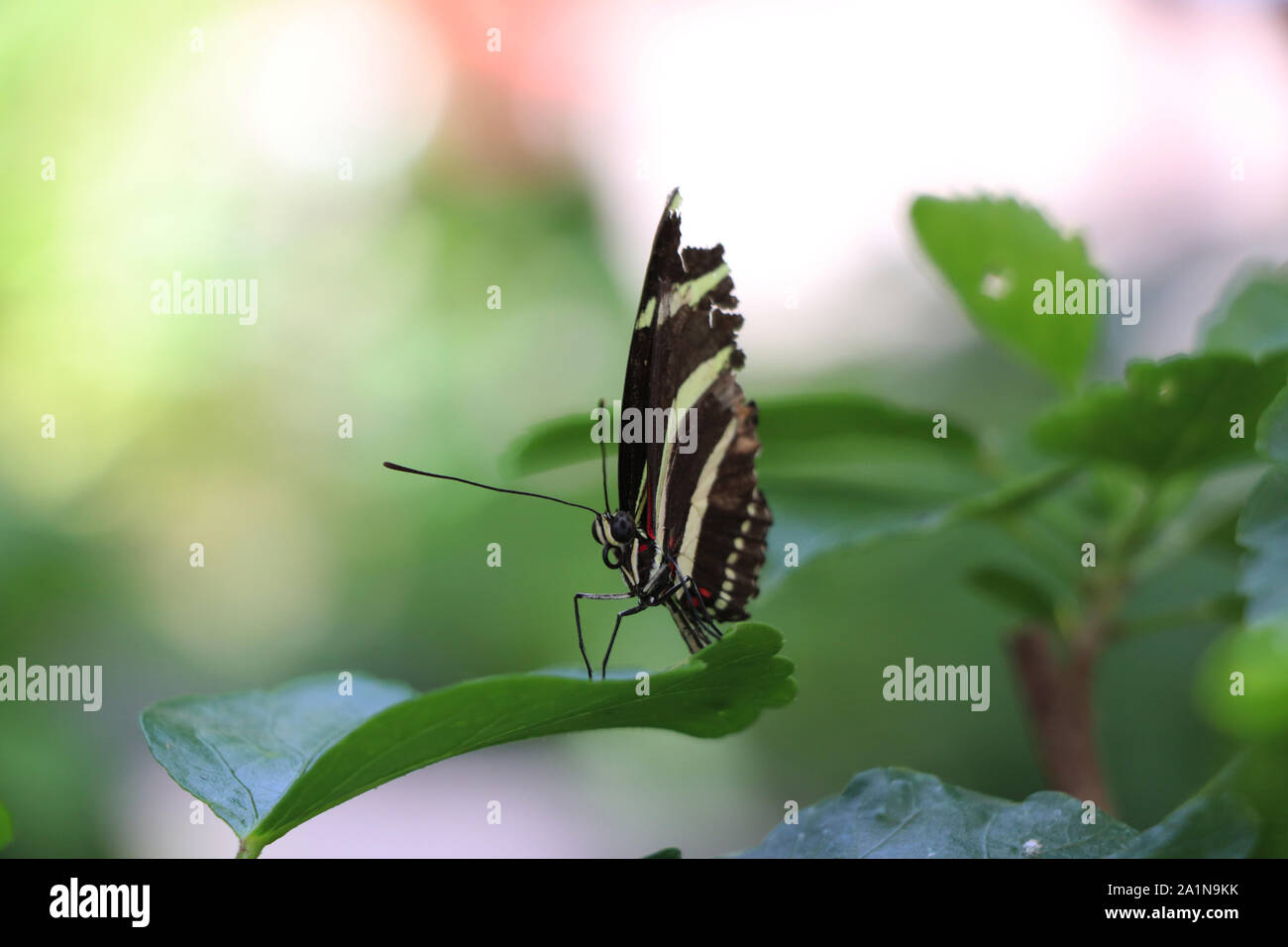 Black and white striped Zebra Longwing Butterfly Stock Photo Alamy