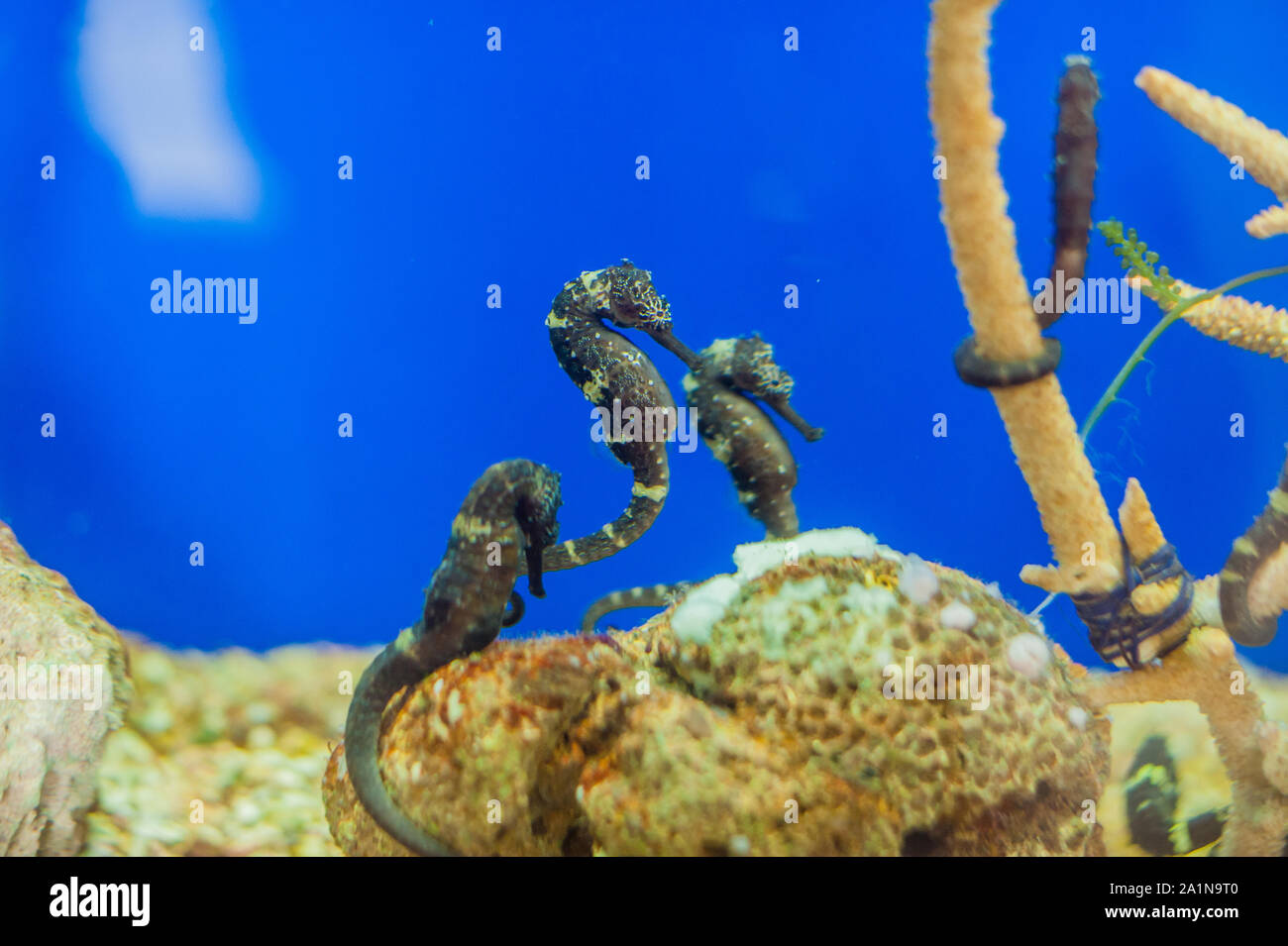 Spotted seahorse Hippocampus Stock Photo