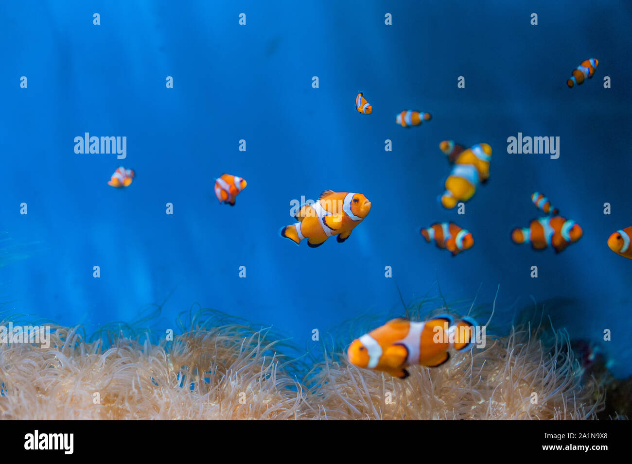 Clown fish and anemones on a blue background Stock Photo