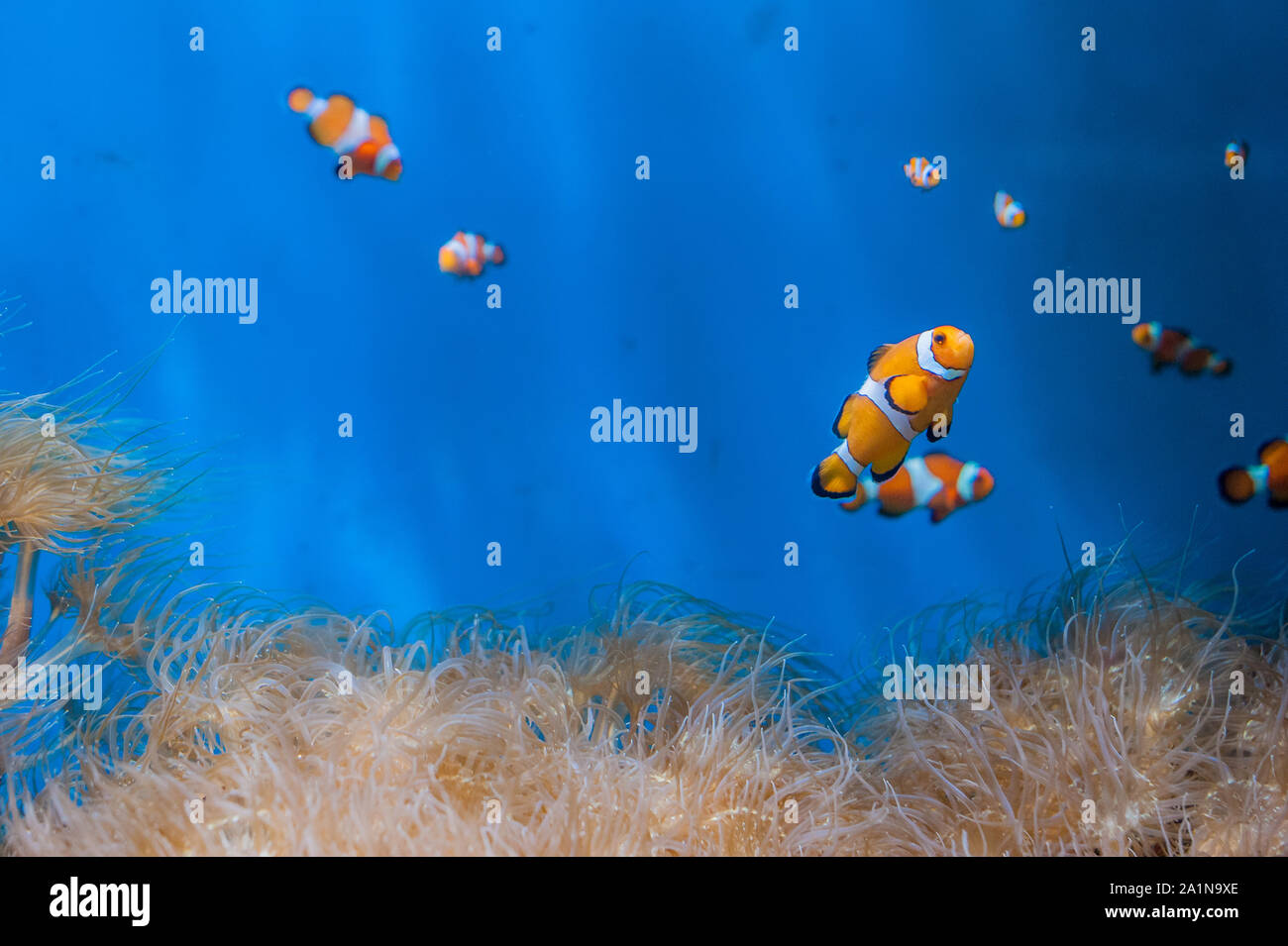 Clown fish and anemones on a blue background Stock Photo