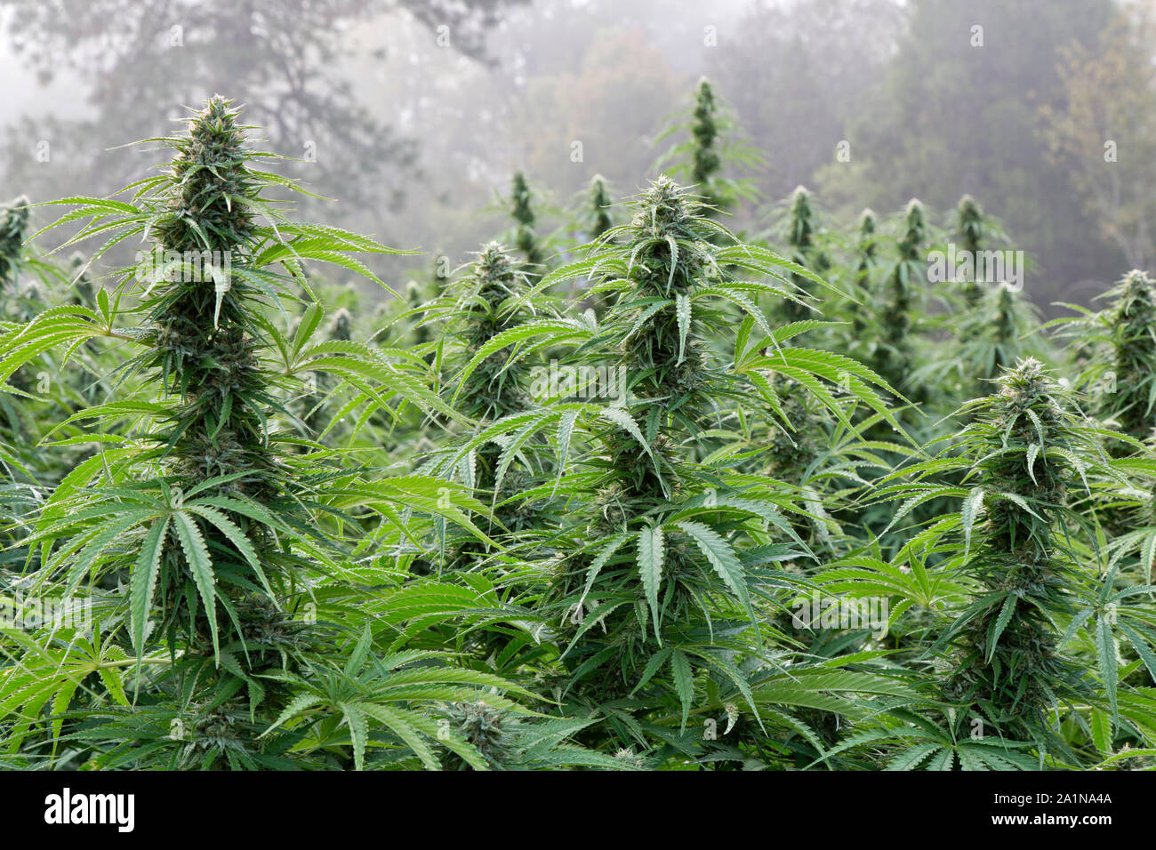 Organic Hemp growing, row crop, 'Lifter' strain, 'Cannabis sativa',  foggy morning light, Oregon. Stock Photo