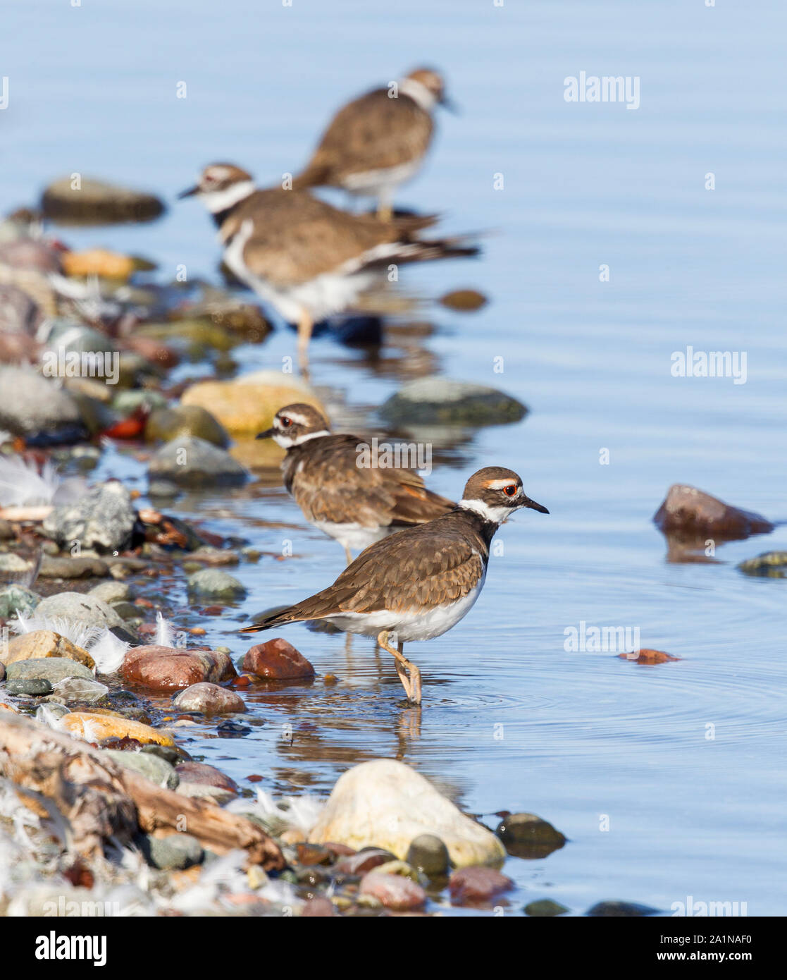 Four Killdeer Standing at Edge of Water Stock Photo