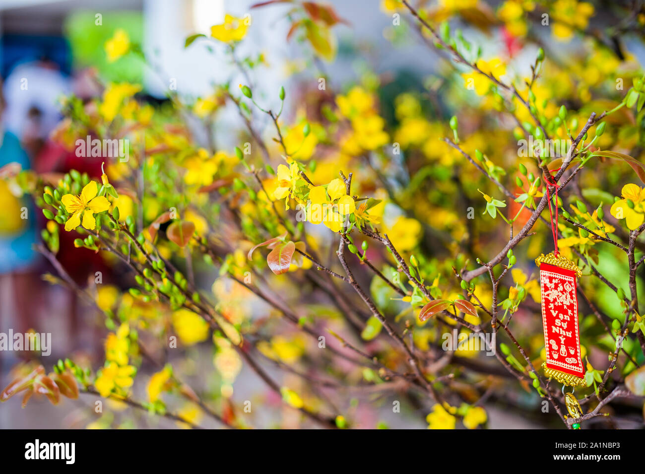 Lunar new year lucky decoration objects. words mean best wishes and
