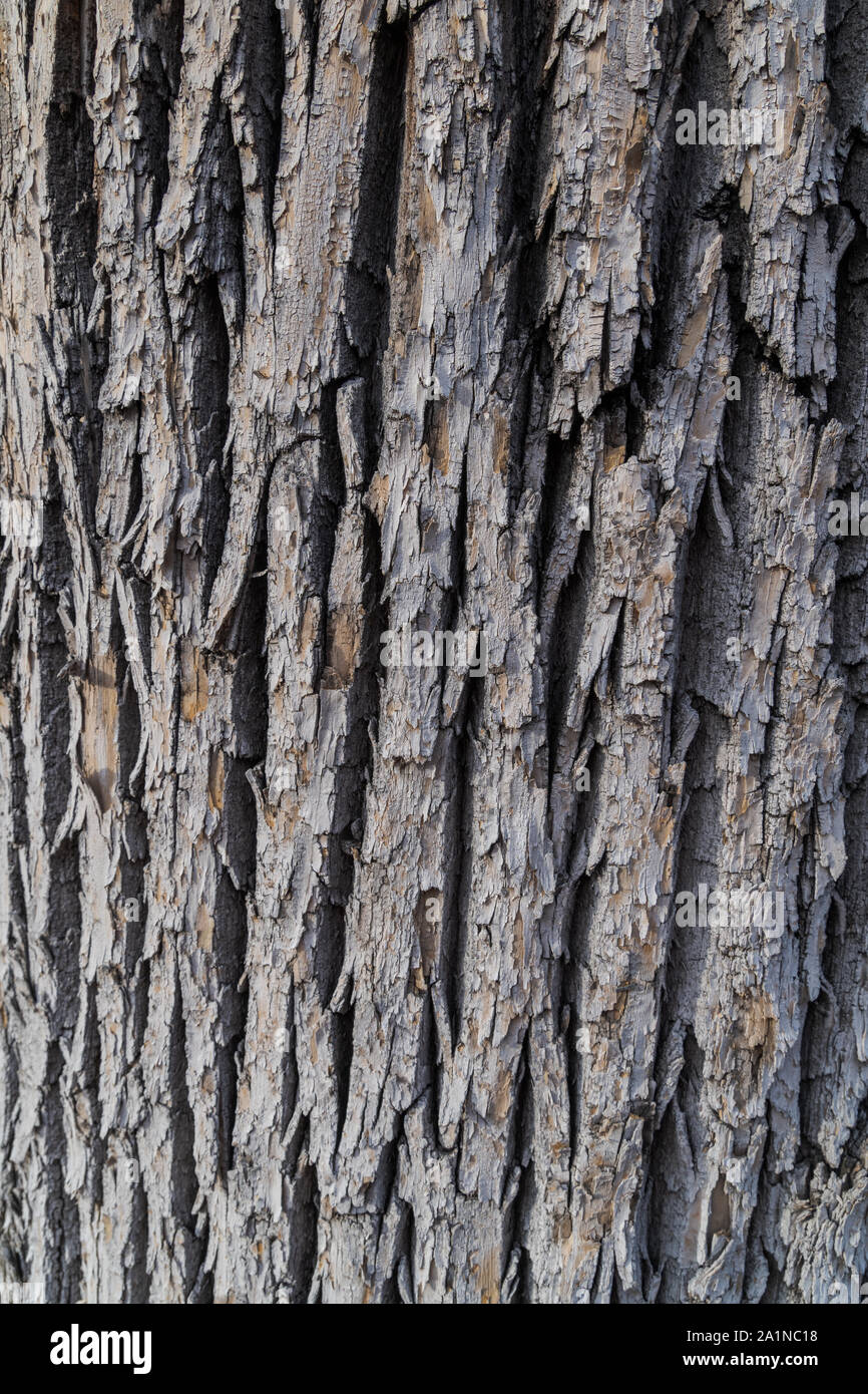 Close up of tree bark. Texture. Tree. Background texture Stock Photo