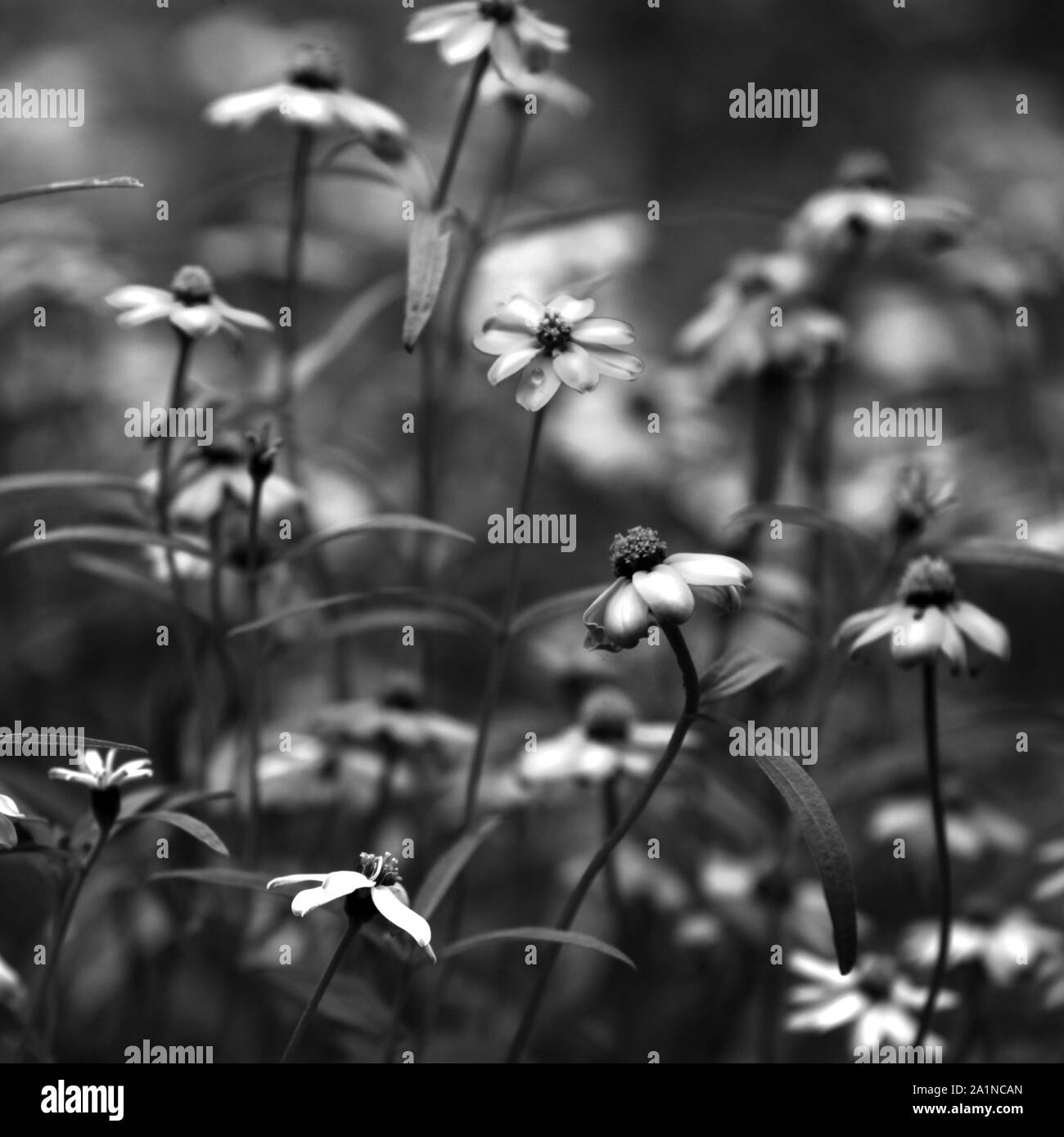 Vibrant colorful flower bloom Black and White Stock Photos & Images - Alamy
