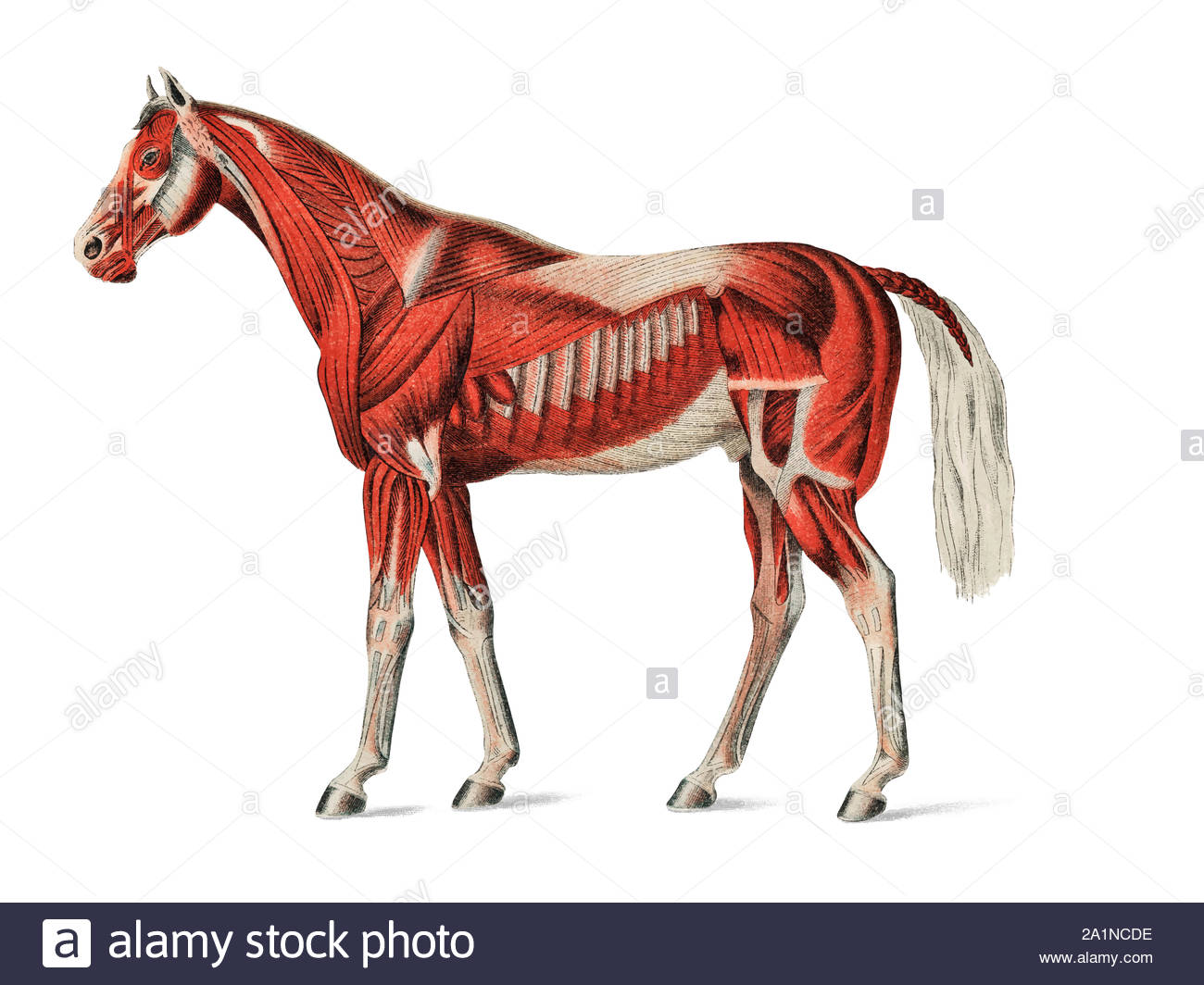 Circulatory System Animals Stock Photos & Circulatory System Animals ...