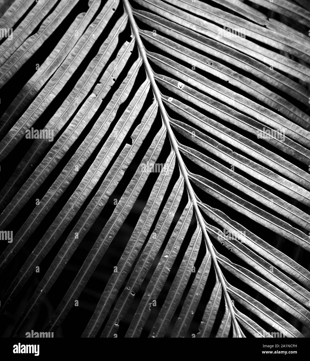 Leaf in nature Black and White Stock Photos & Images - Alamy