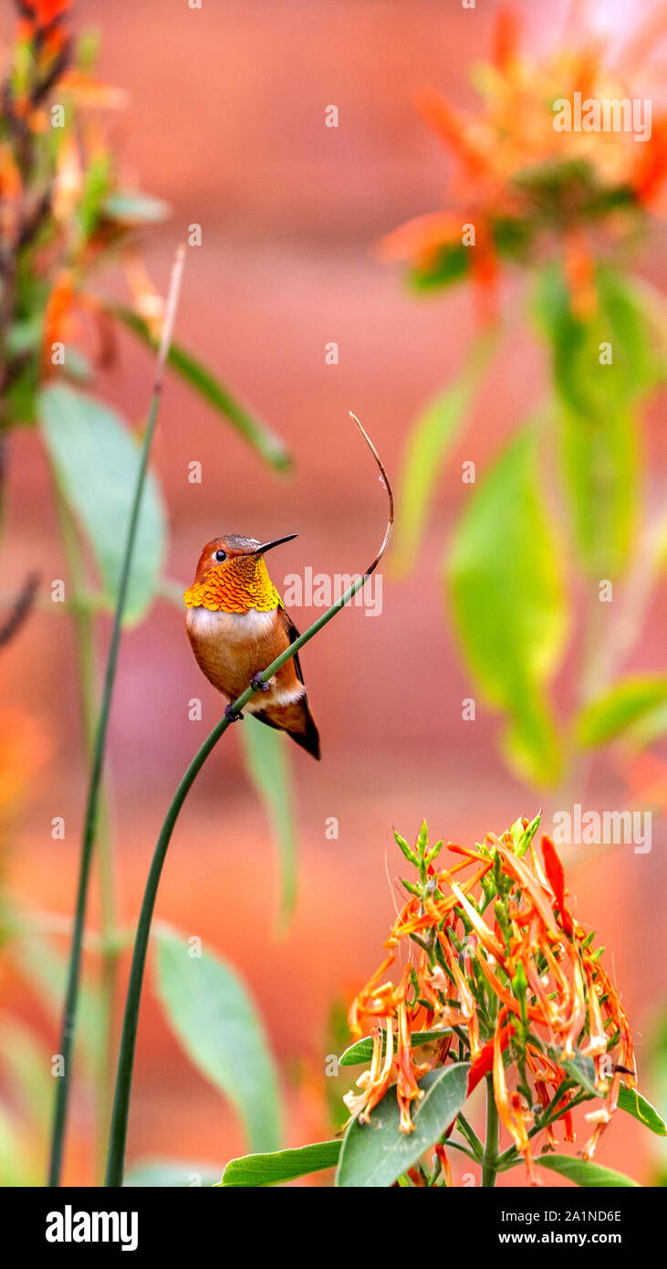 Vertical panorama of adult male Allen’s hummingbird with a bright, iridescent orange-red gorget perched on a branch surrounded by colorful orange flow Stock Photo