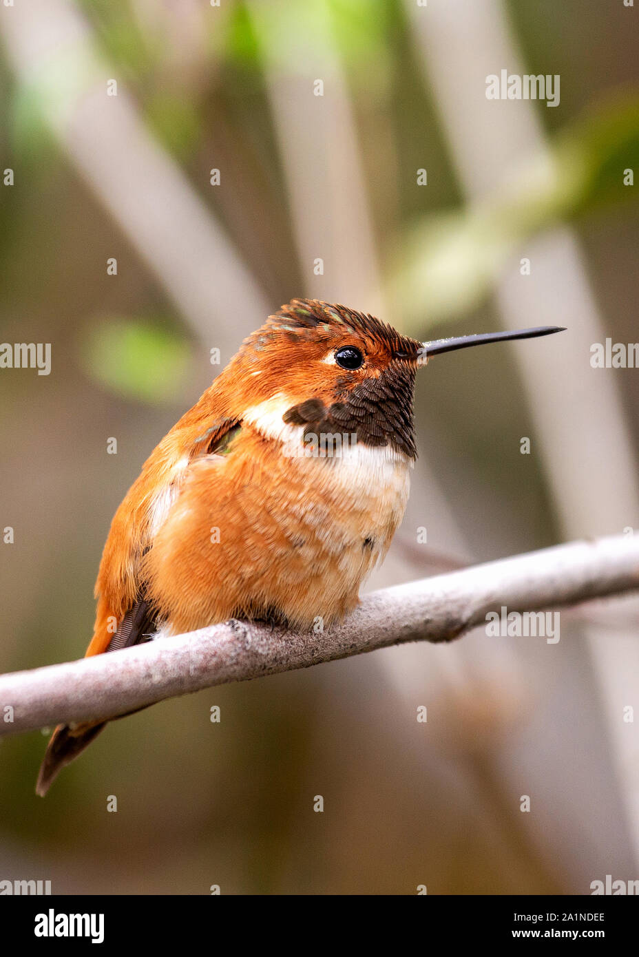 An adult male Allen’s hummingbird perched on a branch wakes from sleep with fluffed feathers, background is blurred Stock Photo