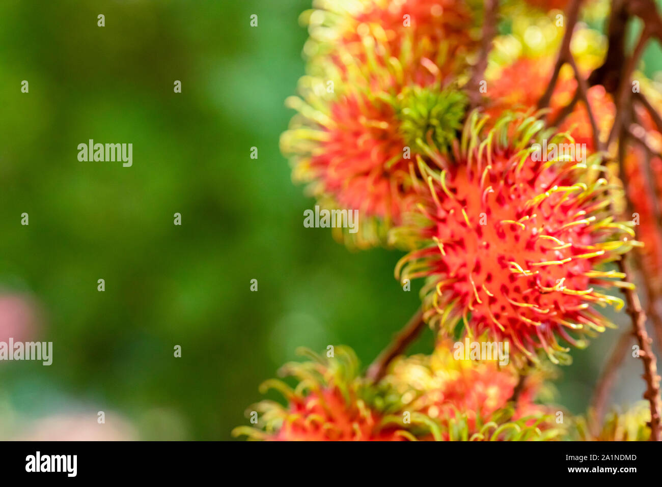 Rambutan fruits on tree hi-res stock photography and images - Alamy