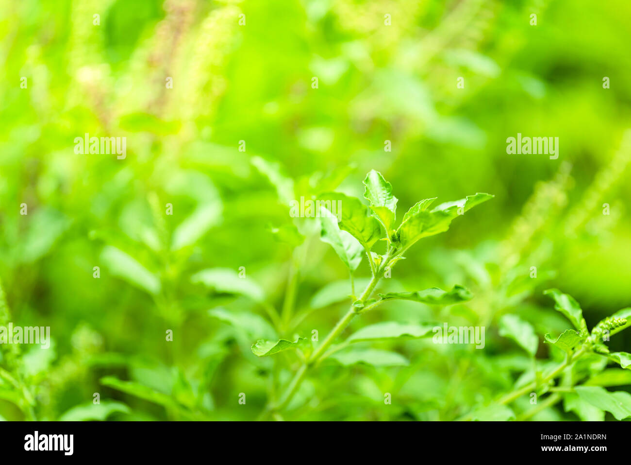 Holy basil leaves on the Holy basil tree. Holy basil leaves are useful