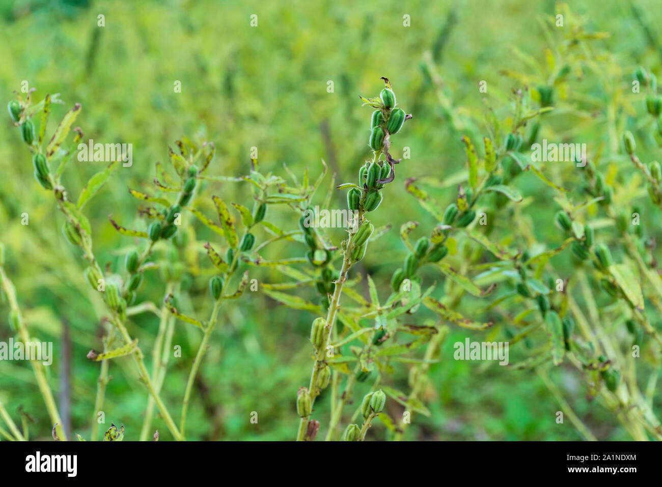 Fullfig sesame seeds and harvesting products Stock Photo Alamy