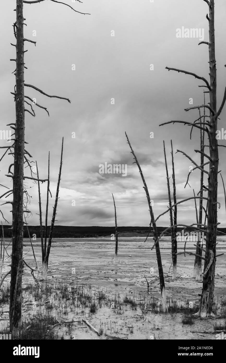 Yellowstone National Park Bobby Socks Trees Stock Photo