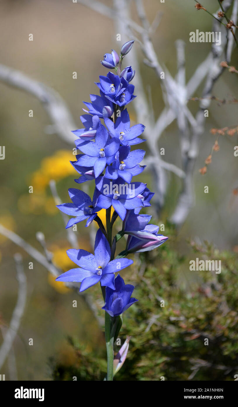 Mauve flowers of the Australian Purple Spotted Sun Orchid, Thelymitra ixioides, family Orchidaceae, Royal National Park, Sydney, New South Wales, Aust Stock Photo