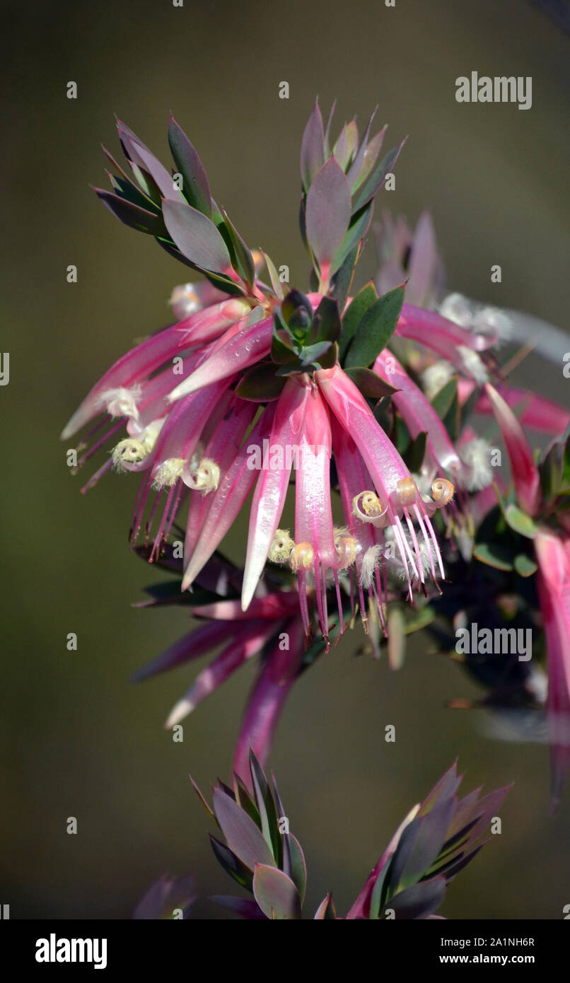 Australian native Pink Five-Corners Flowers, Styphelia triflora, family Ericaceae, growing in heath along the Little Marley Firetrail, Royal National Stock Photo