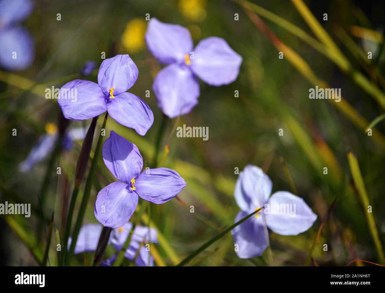 Australian native silky purple flag iris wildflowers, Patersonia sericea, family Iridaceae, flowering in spring along the Little Marley firetrail, Roy Stock Photo
