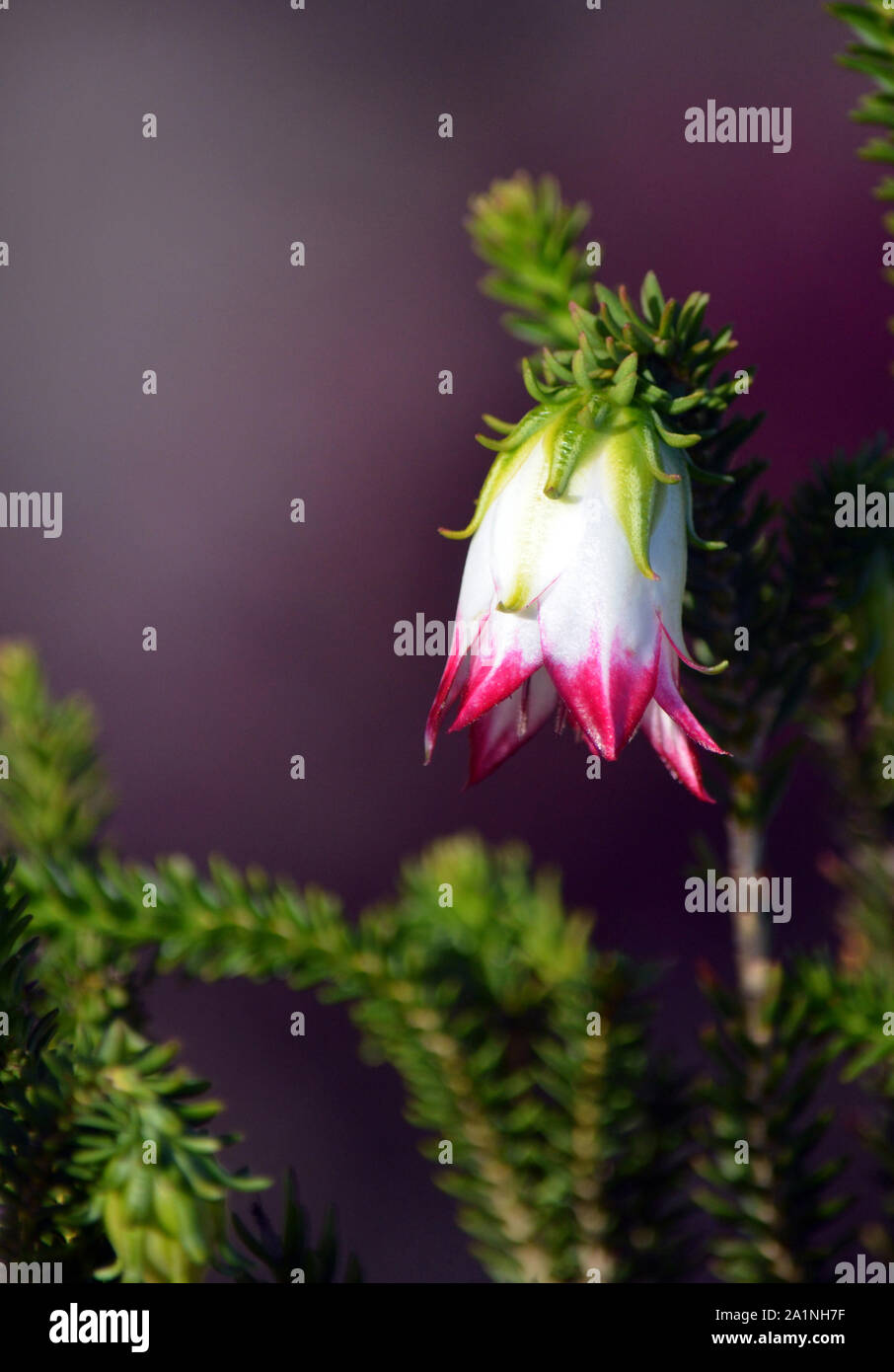 Bell shaped Australian native wildflower Darwinia meeboldii, family Myrtaceae. Common name is the Cranbrook Bell or Mountain Bell. Endemic to the Stir Stock Photo