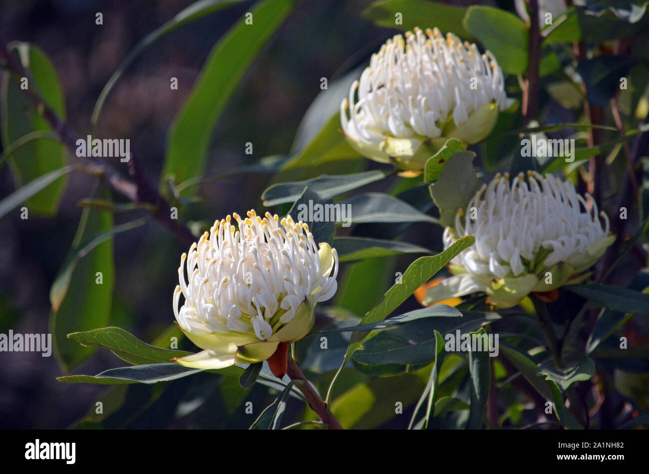 Australian native white Waratah, Telopea speciosissima, family Proteaceae. Known as the Wirrimbirra White. Endemic to New South Wales. Naturally occur Stock Photo