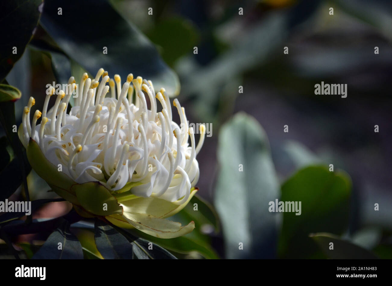 Australian native white Waratah, Telopea speciosissima, family Proteaceae. Known as the Wirrimbirra White. Endemic to New South Wales. Naturally occur Stock Photo