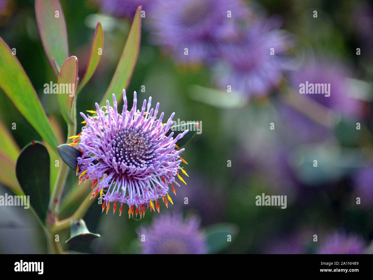 Australian native purple coneflowers of Isopogon cuneatus, family