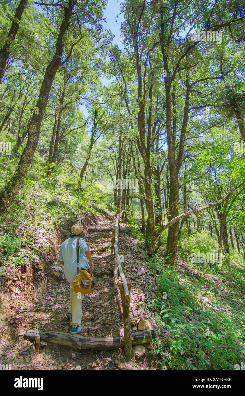 Trekking in Himalayan forest Stock Photo